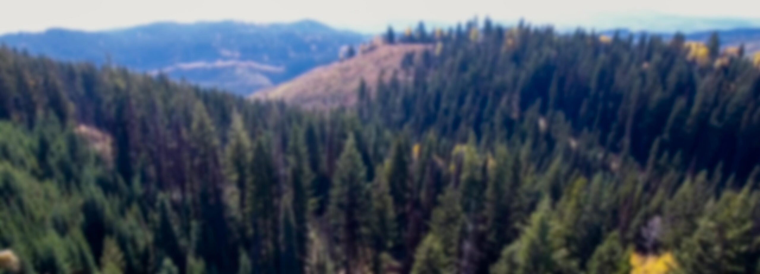 UAV aerial rangeland cattle search