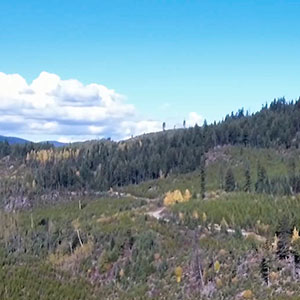 UAV aerial rangeland cattle search