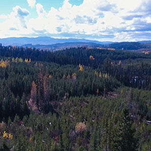 UAV aerial rangeland cattle search