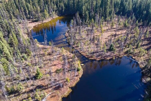 UAV aerial cattle search near a lake