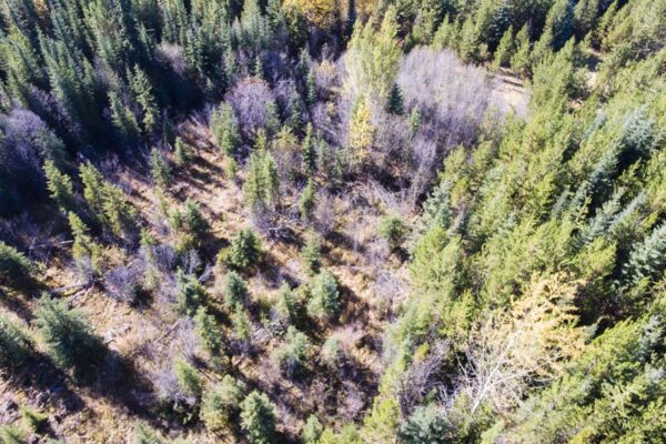 Searching for cattle on the plateau in a swampy area
