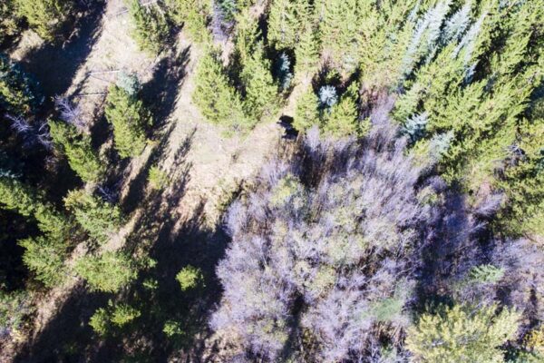 High elevation UAV aerial photo.  Cattle located