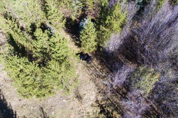 Cattle located with UAV in dense forest
