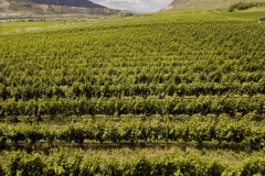 Firefox UAV Aerial Photos at Harpers Trail Estate Winery and Vineyard